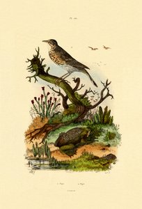 Pipa, 1833-39